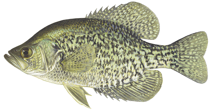 Black Crappie