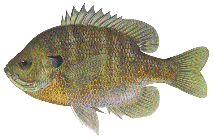Bluegill