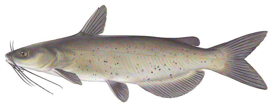 Channel catfish