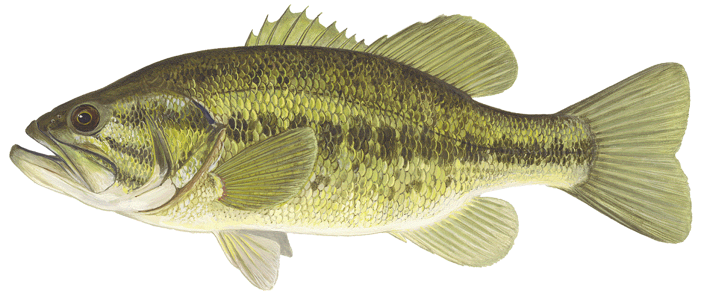 large mouth bass