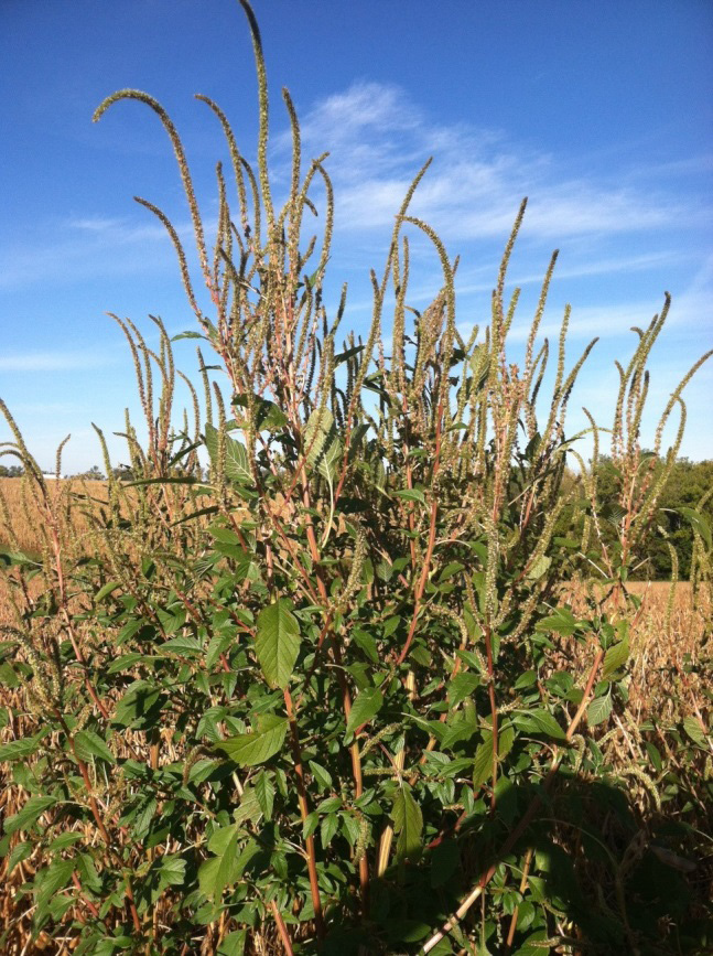 palmer amaranth
