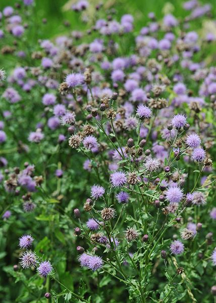 canada thistle