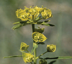 LeafySpurge
