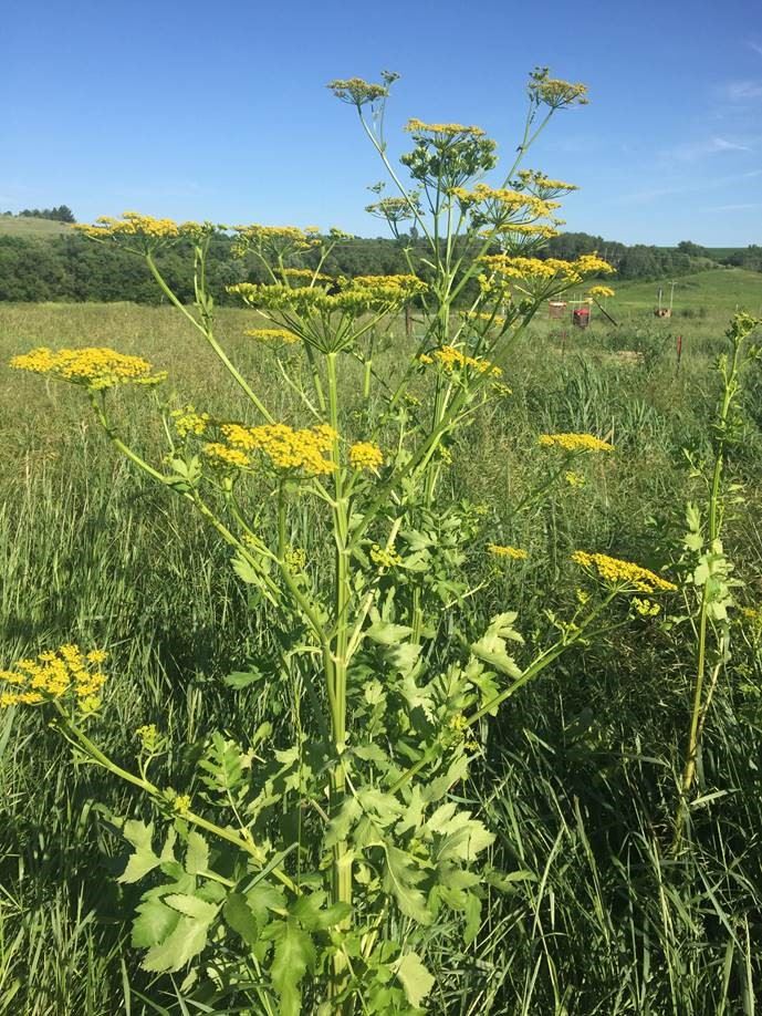 wild parsnip