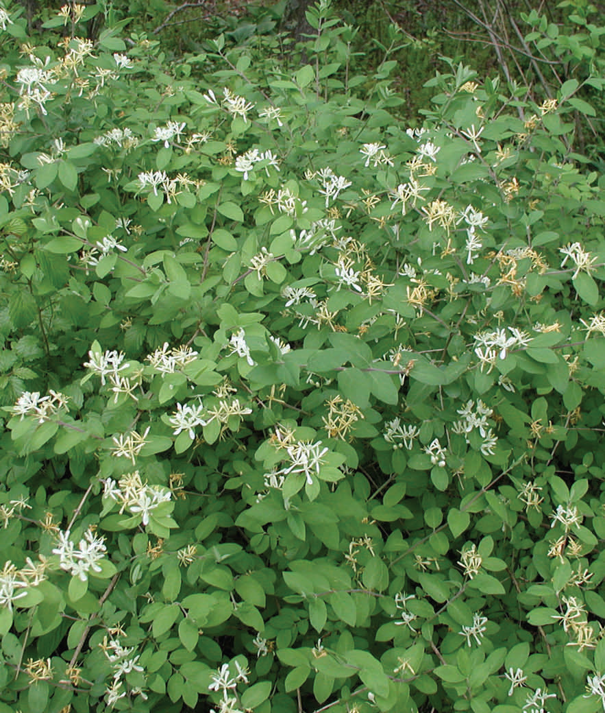 Bush Honeysuckle
