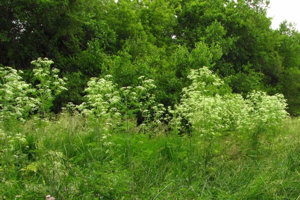 poison hemlock