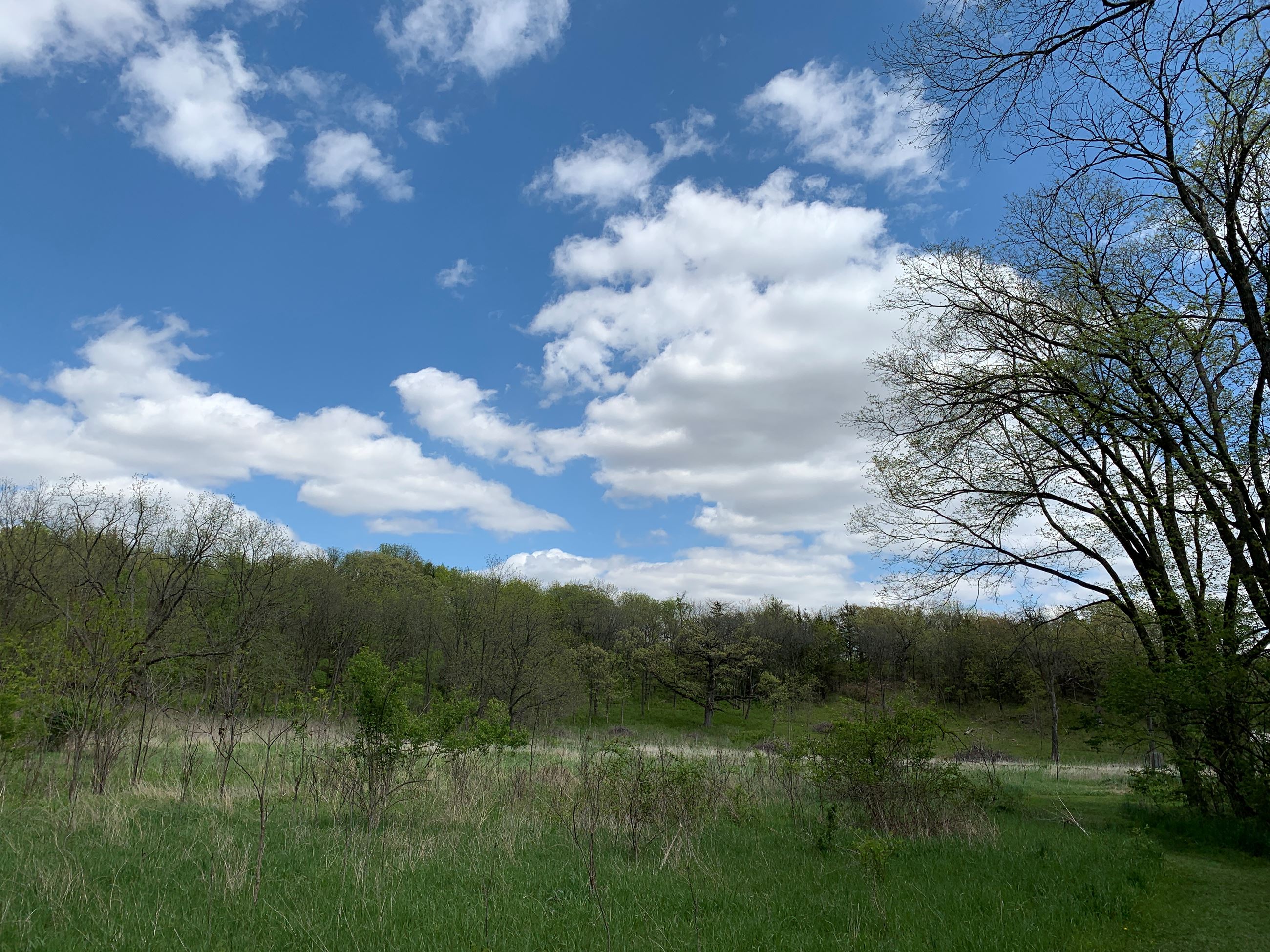 Open prairie view at Christiansen Forest Preserve