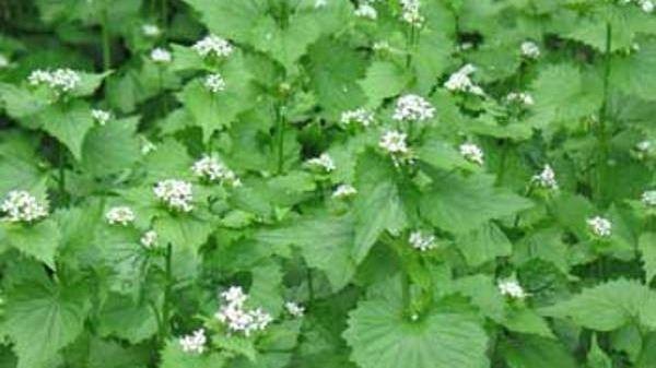 flowering garlic mustard