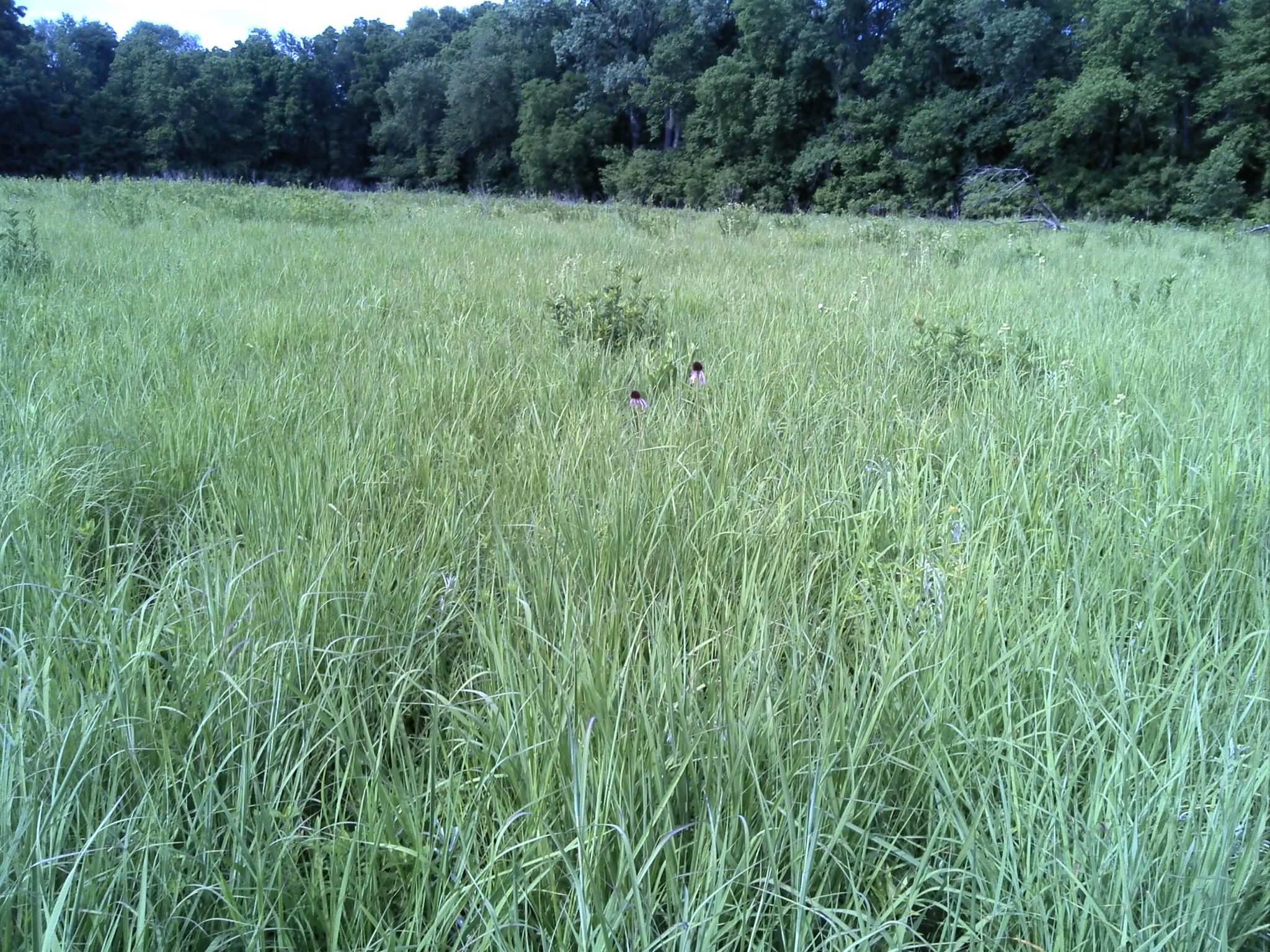Prairie with Coneflower