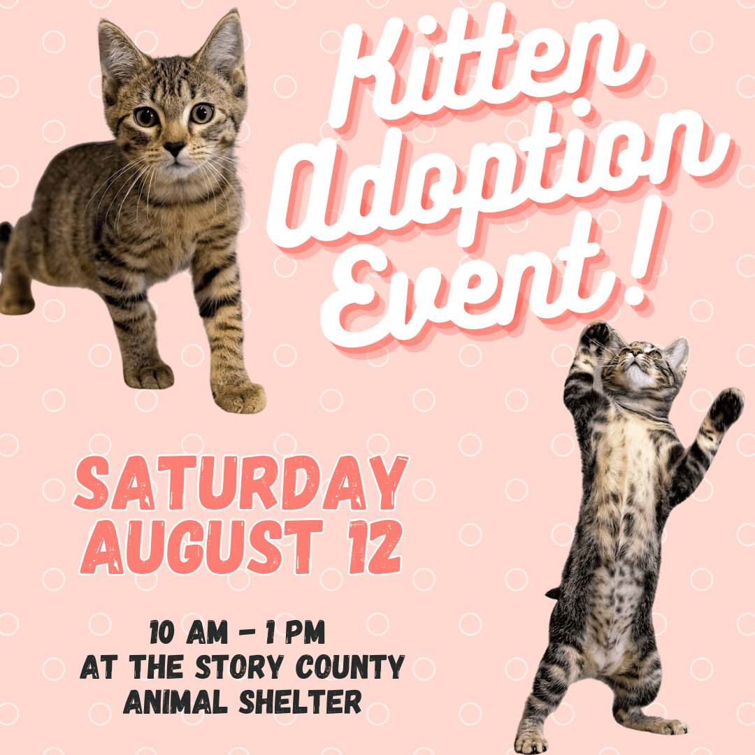 Story County Animal Shelter Kitten Adoption Event