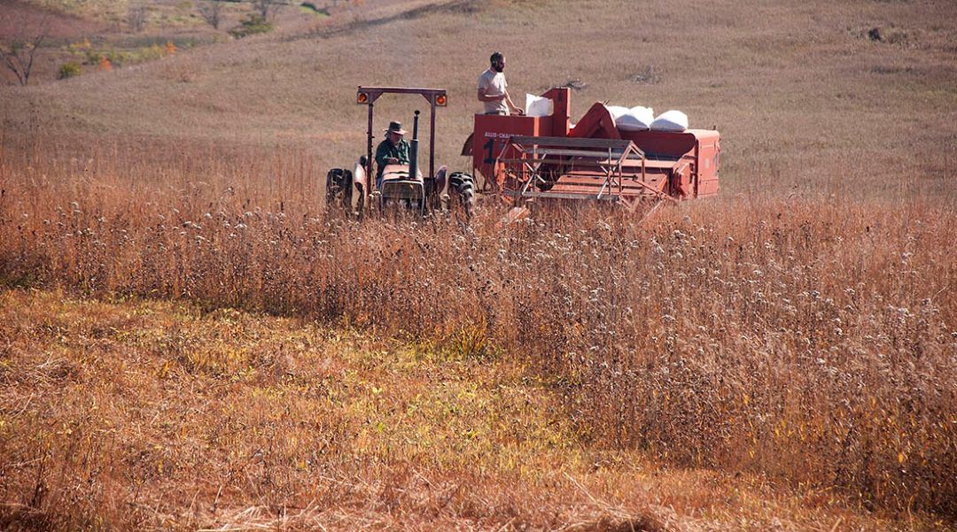 Combine harvesting seed from prairie