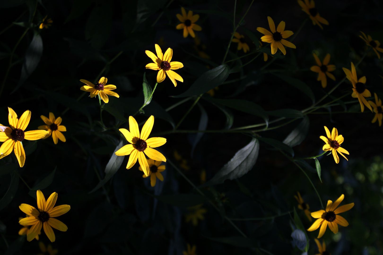 Daisy blooms scattered across a dark background