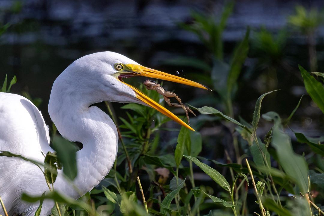 Large white bird with crooked neck and long orange bill swallows a full frog