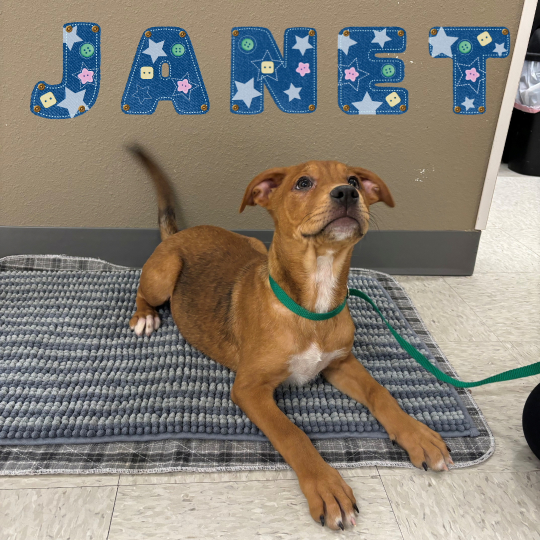 5-month-old spayed, female, brown puppy 