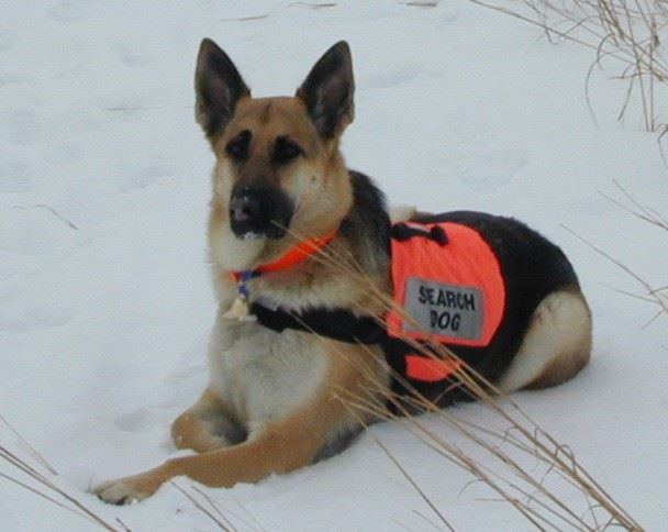 Search Dog Heidi