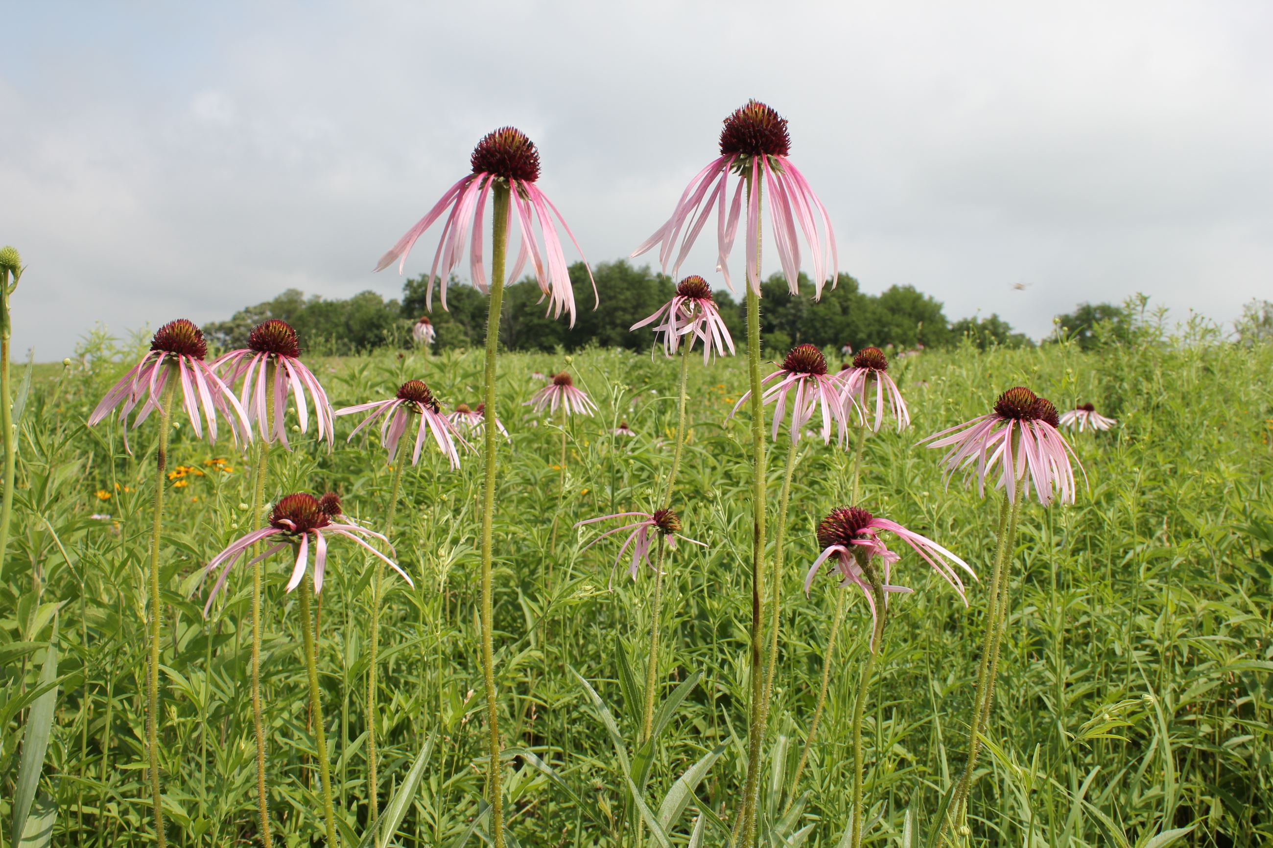 Pale purple coneflower