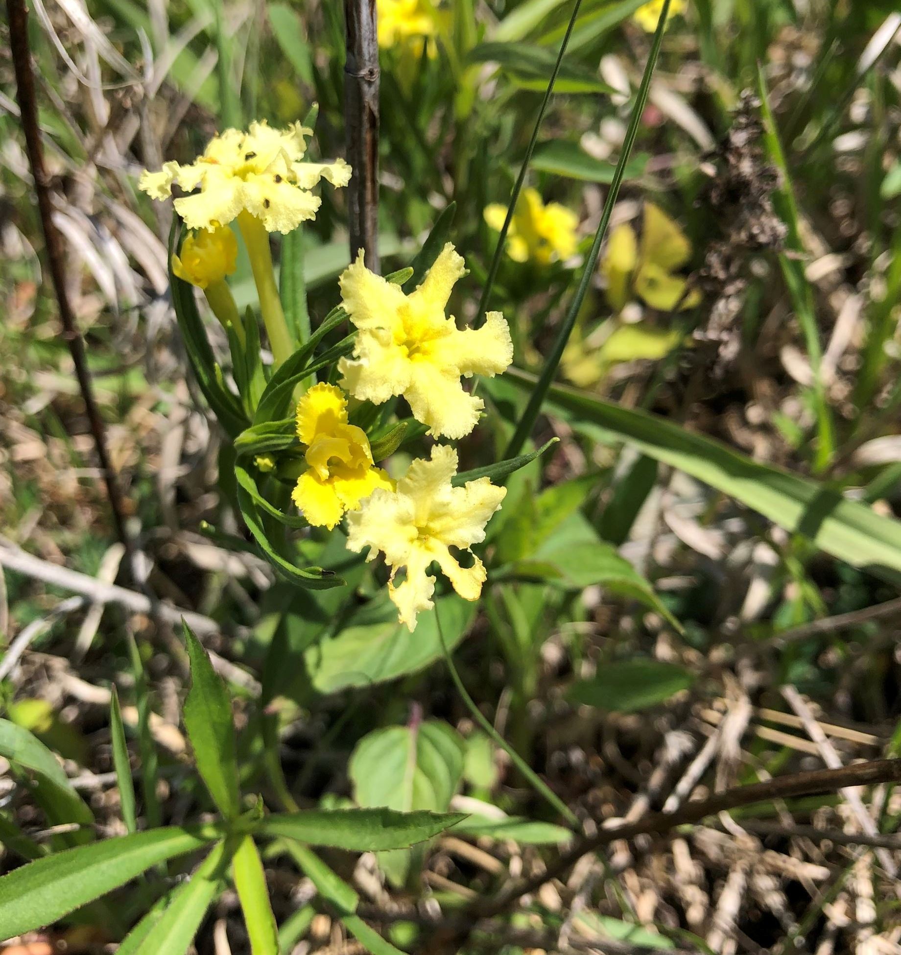 Fringed puccoon