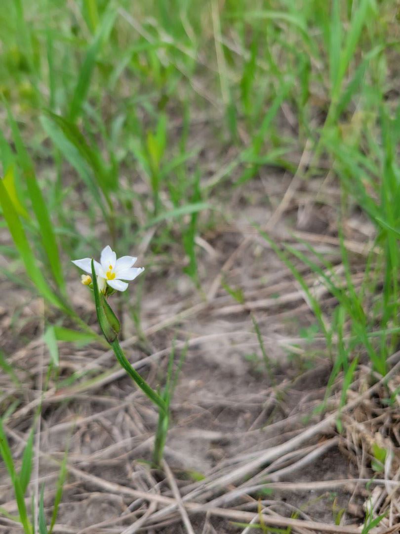 Blue Eyed Grass - Deppe West Remnant