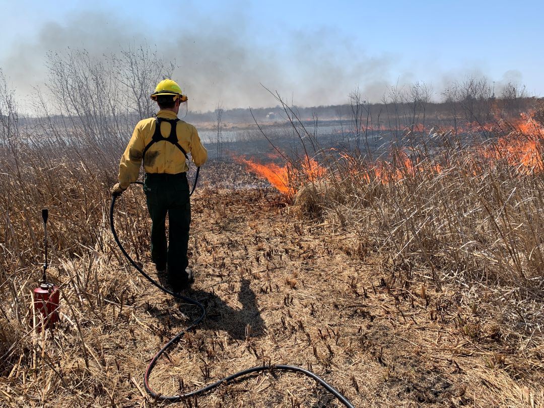 Crew member holding hose during prescribed burn in field Opens in new window