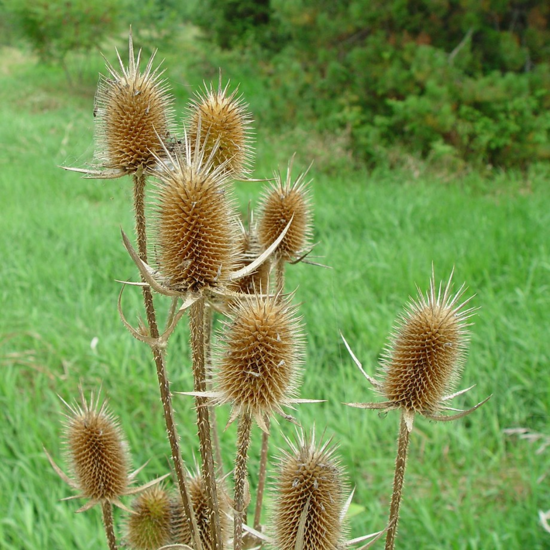 Upright oval shaped brown spikey seed pods stand upright on tall plant