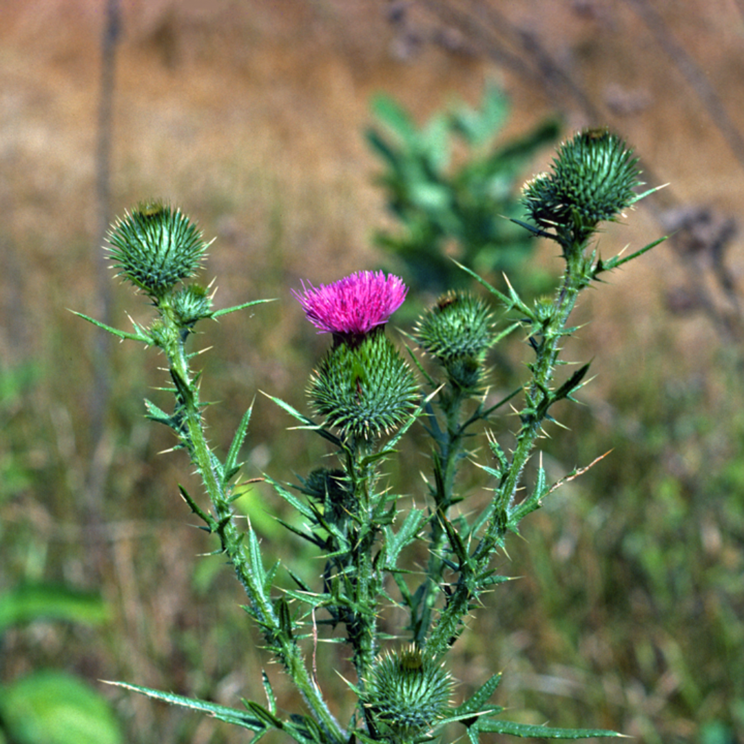 Bright light purple petals emerge from a fat spikey green flower bud