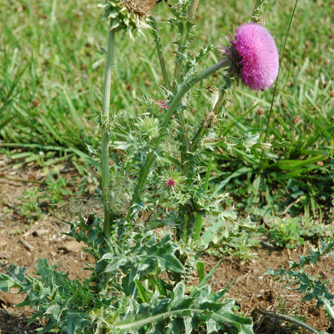 Tiny purple petals make up a very round bloom head at top of this plant with green spikey foliage