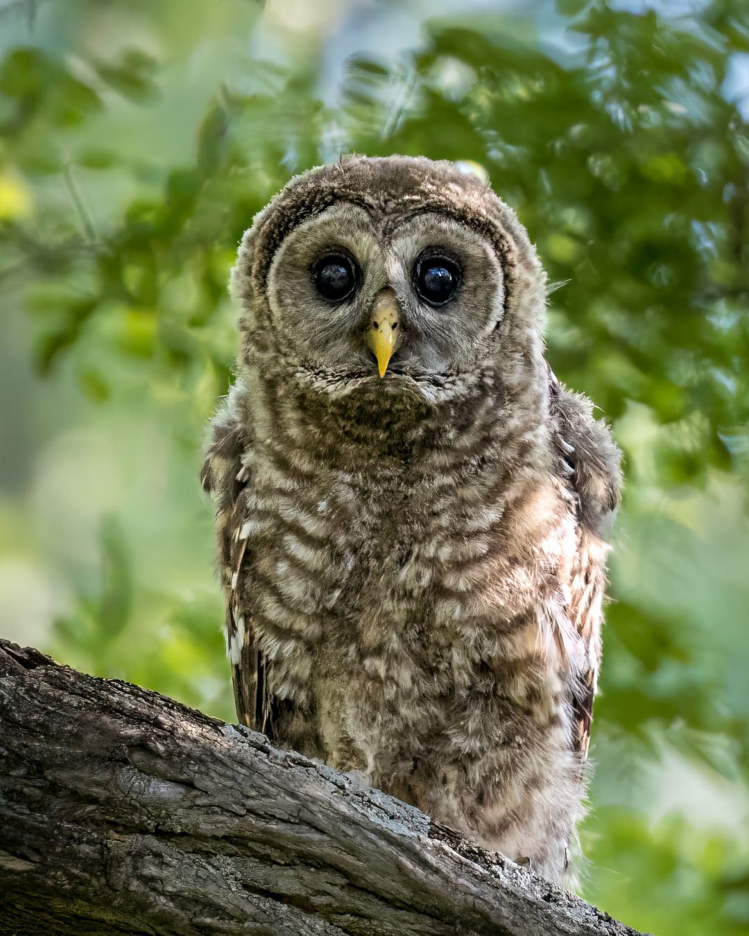 Close up photo of brown owl with big black eyes