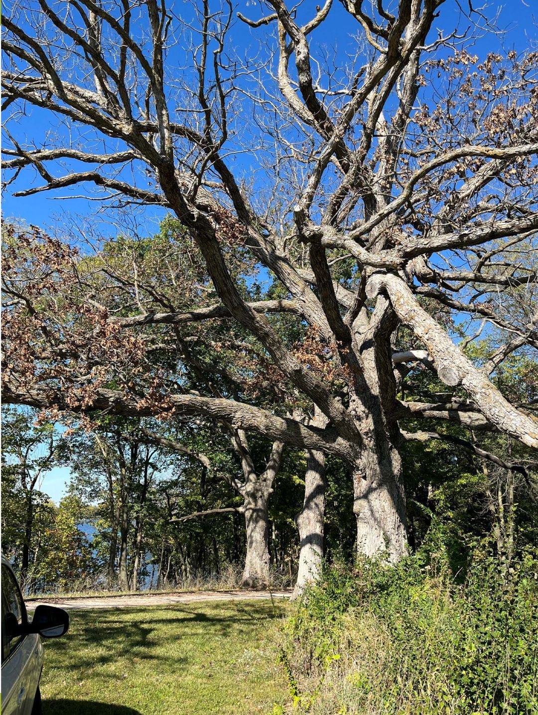 Mature, dead oak tree with barren branches and blue sky background